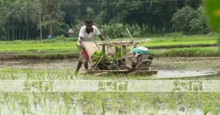 শ্রমিক সংকট সামলাতে যশোরের কৃষকদের ভরসা ধান রোপণ মেশিন